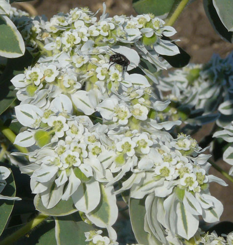 Молочай окаймленный - Euphorbia marginata Pursch.