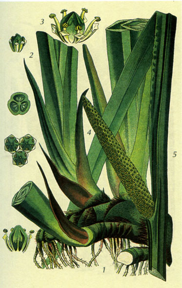 Аир обыкновенный Acorus calamus L.