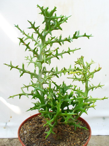 Молочай узколистный - Euphorbia stenoclada Baill.