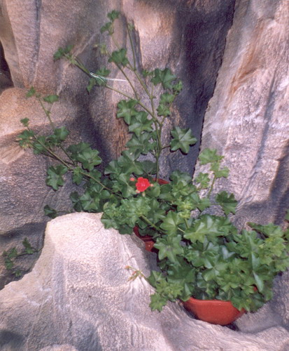 Пеларгония плющелистная - Pelargonium peltatum (L.) L' Herit ex Ait.