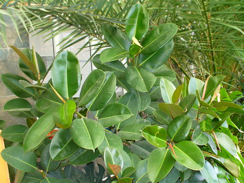 Фикус упругий ‘Декора’ - Ficus elastica Roxb. ex Hornem ‘Dekora’