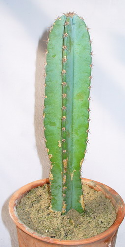 Цереус перуанский - Cereus peruvianus (L.) Mill.