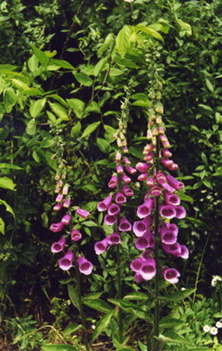 Наперстянка пурпуровая - Digitalis purpurea L.