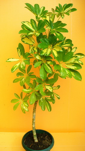 Шеффлера арборикола ‘Вариегата’ - Schefflera arboricola (Hayata) ‘Variegata’ Merr.
