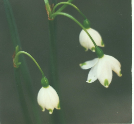 Белоцветник весенний - Leucojum vernum