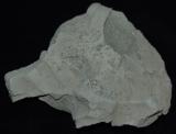 Монтмориллонит - бентонитовая глина (Казахстан, Дарбаза)