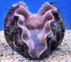 Двустворчатые моллюски  Пластинчатожаберные