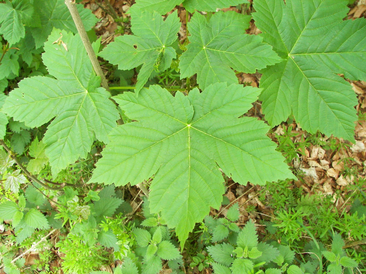 Acer pseudoplatanus листья