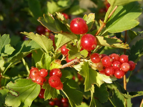 Смородина Альпийская ribes alpinum