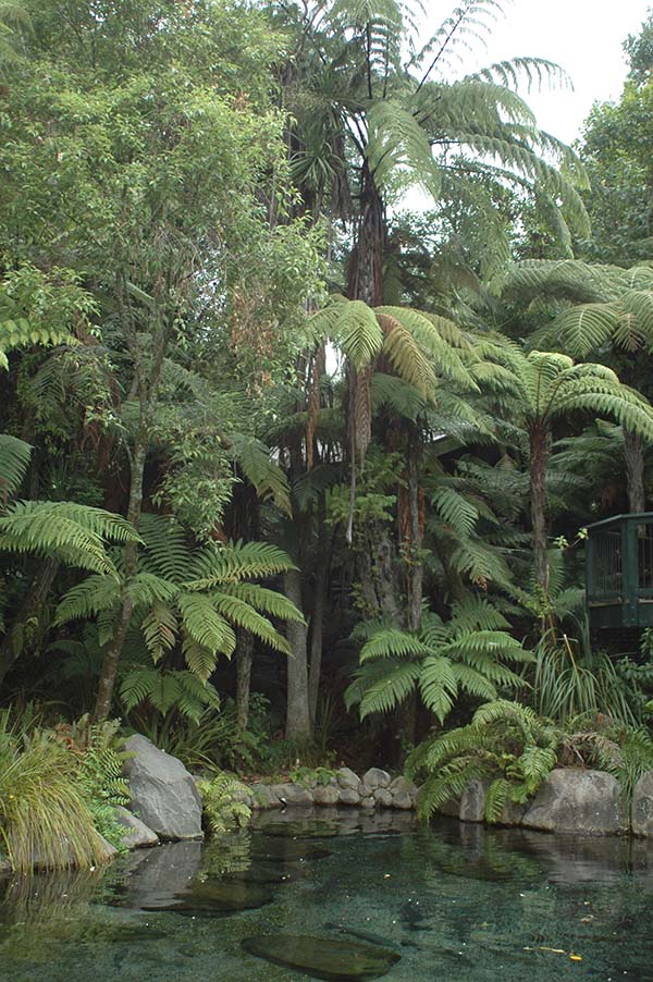 Влажные тропичес. леса Новой Зеландии