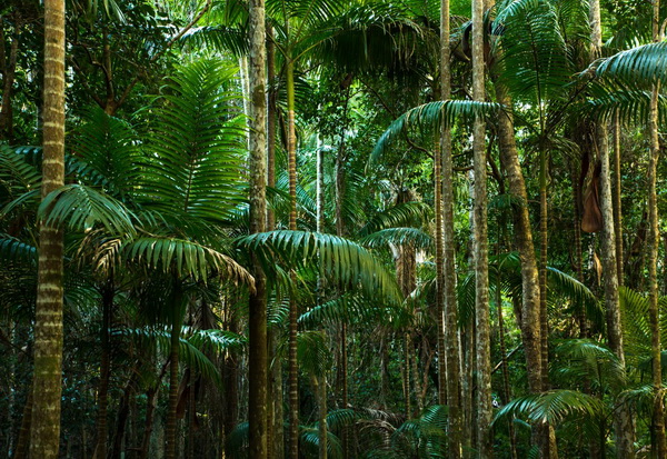Растительные экосистемы сухих тропиков и субтропиков