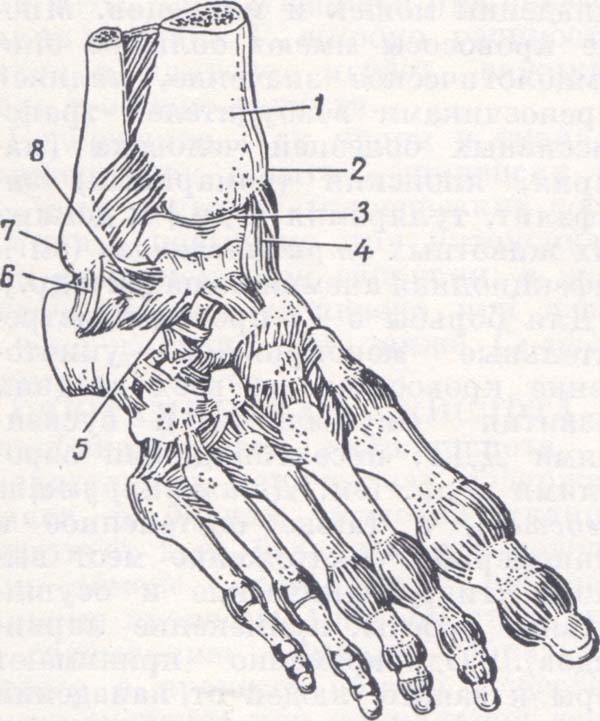 Голеностопный сустав образует. Анатомия голеностопного сустава блоковидный. Таранная кость голеностопного сустава. Голеностоп анатомия кости. Строение голеностопа кости.