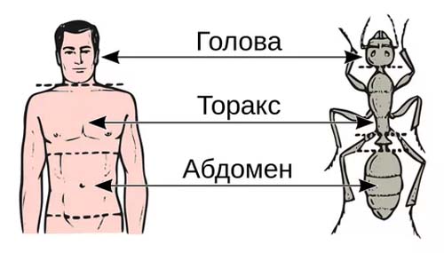 Абдомен