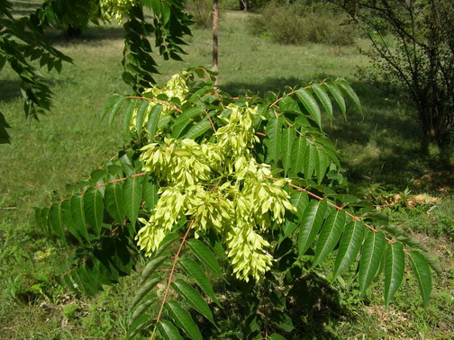Ailanthus altissima (Mill.) Swingle - Айлант высочайший
