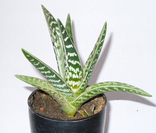 Алоэ пестрое - Aloe variegatа L.