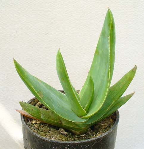 Алоэ полосатое - Aloe striata Haw.