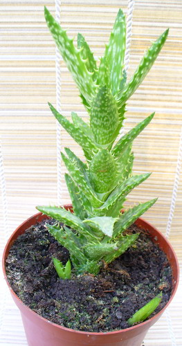 Алоэ скварроза - Aloe squarrosa Bak. ex Balf.
