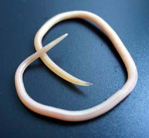 Аскарида круглые черви жизненный цикл тело