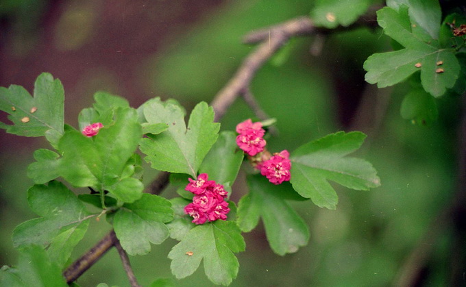 Crataegus monogyna flore pleno-rose F. - Боярышник однопестичный