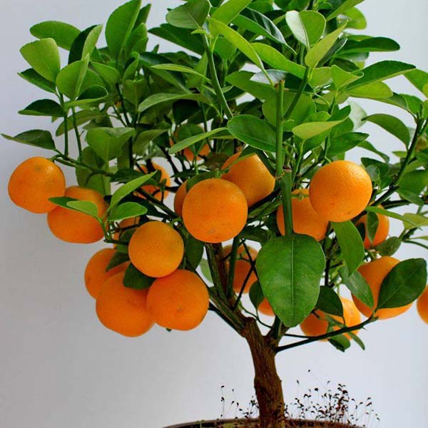 апельсин карликовый фото выращивание посадка