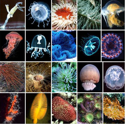 Кишечнополостные медузы кораллиты гидры, морские гидроидные полипы
