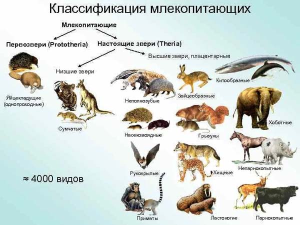 Классификация млекопитающих
