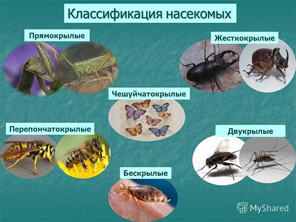 Классификация насекомых