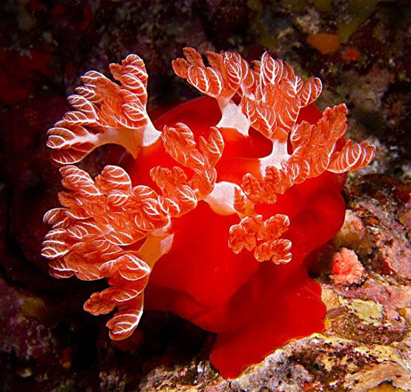 Коралл Коралловые полипы