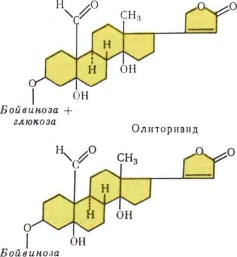 Корхорозид