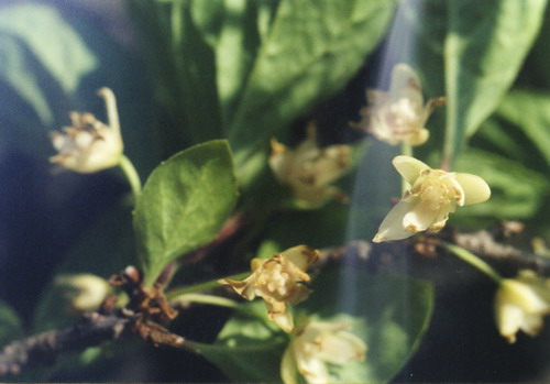 Лимонник китайский - Schizandra chinensis (Turcz.) Baill.