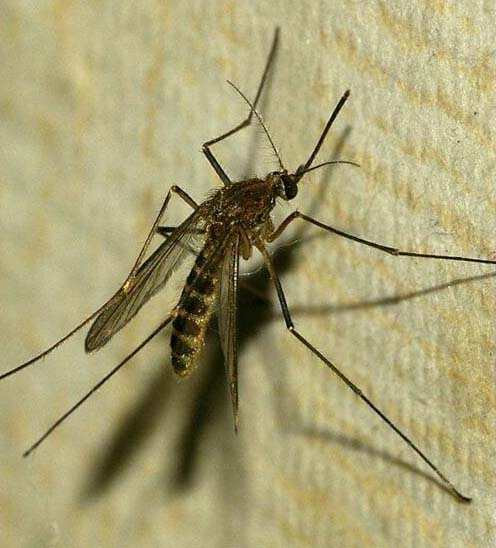 Малярииные комары