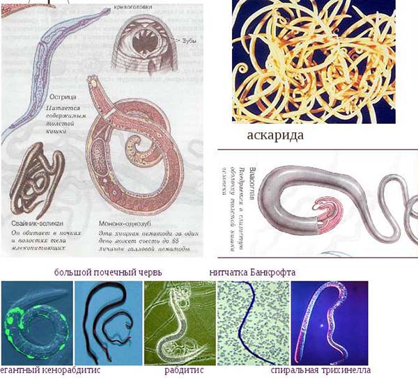 Нематоды Круглые черви биология строение тела