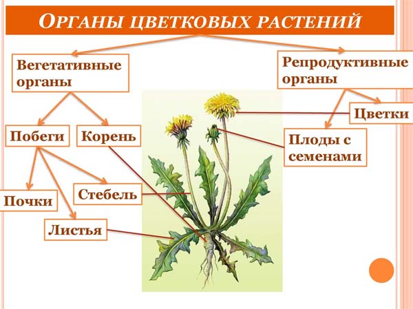 Органы растений