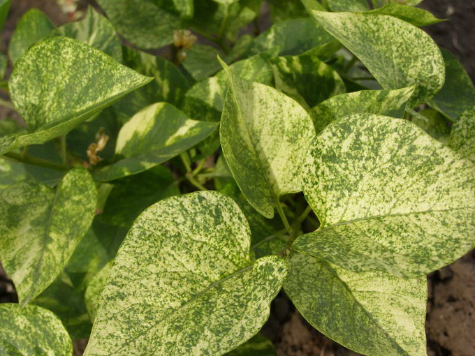Syringa vulgaris aucubaefolia - Сирень обыкновенная