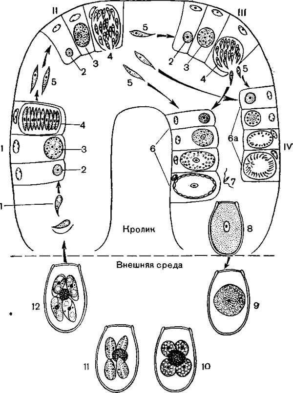 Цикл развития кокцидии Eimeria magna
