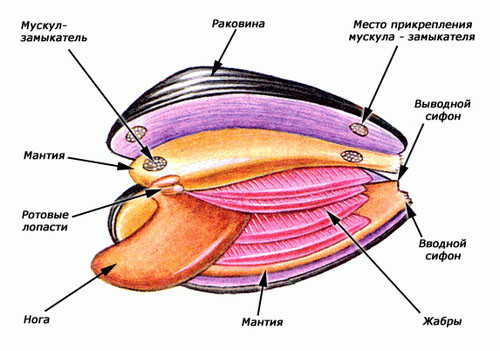 Моллюски у взрослых фото