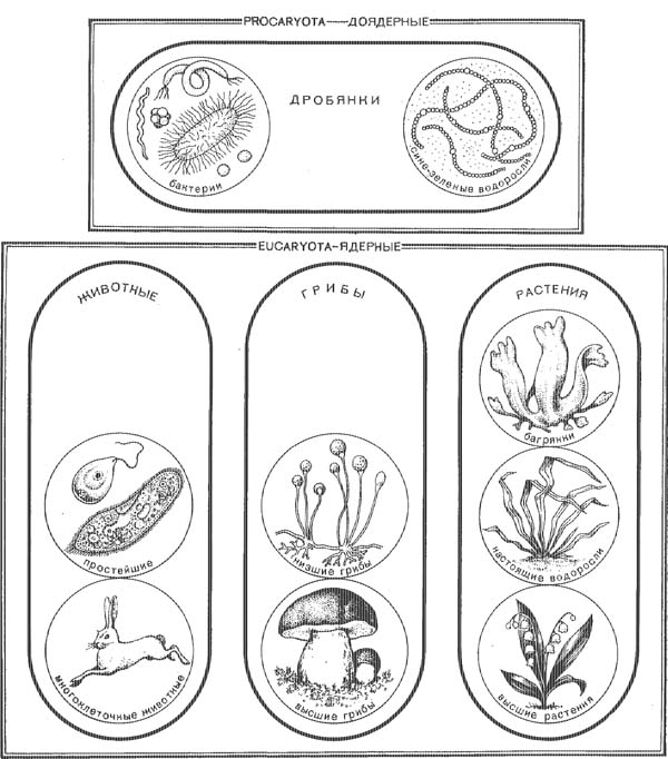 Схема классификации живых организмов