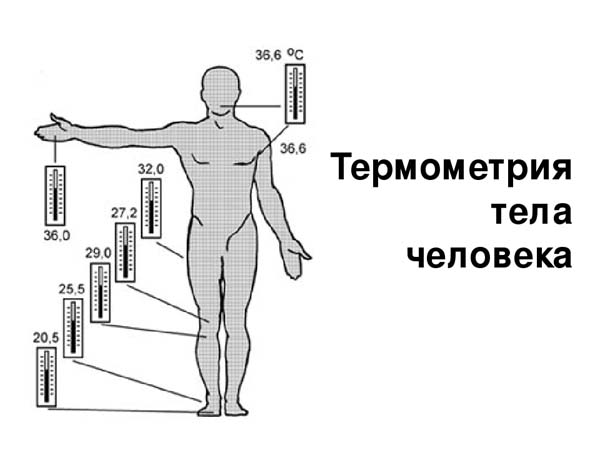 Самые места человека. Измерение температуры тела схема. Термометрия физиологические нормы. Термометрия тела человека. Места измерения температуры тела человека.