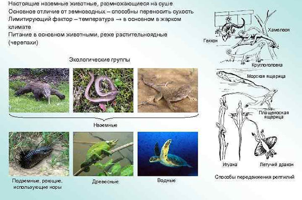 Экология рептилий