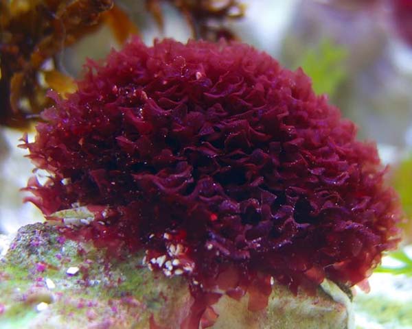 Красные водоросли багрянки