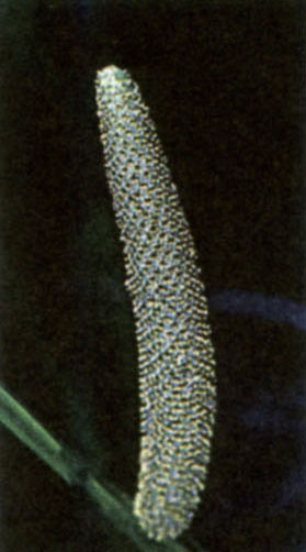 Аир обыкновенный  Acorus calamus L.