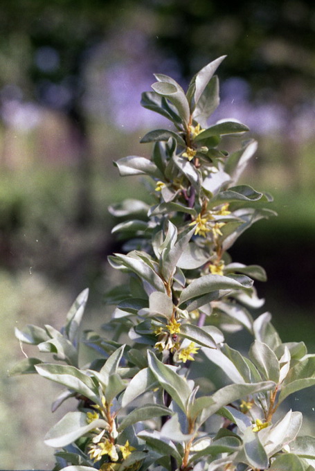 Elaeagnus argentea Pursh - Лох серебристый