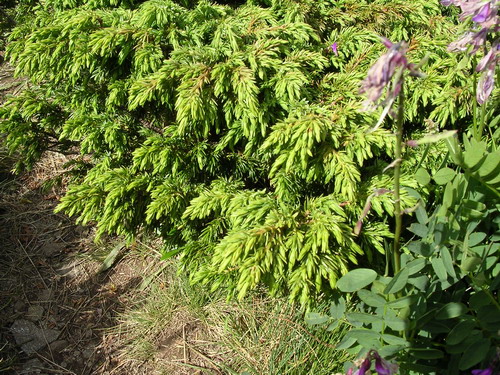 Можжевельник обыкновенный juniperus c mmunis