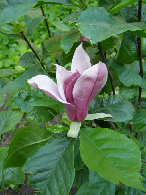 ​Magnolia liliiflora nigra Nichols. - Магнолия лилиецветная ​
