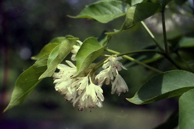 Staphylea colchica Stev. - Клекачка колхидская