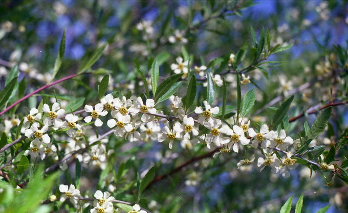 Prinsepia uniflora Batal. - Принсепия одноцветковая