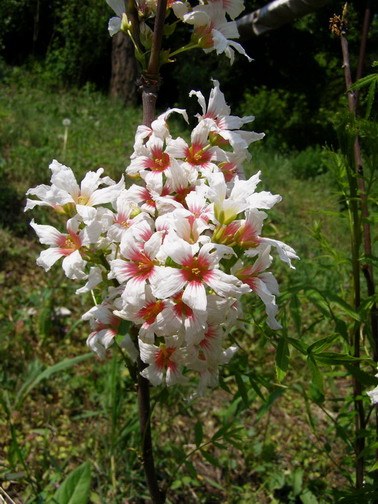 Xanthoceras sorbifolium Bunge - Ксантоцерас рябинолистный, чекалкин орех