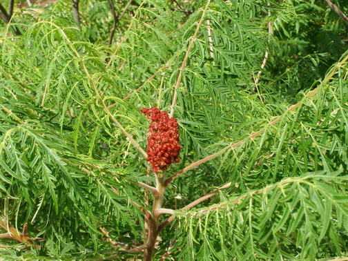 Rhus typhina f. laciniata Wood.- Сумах оленерогий, пушистый, уксусное дерево