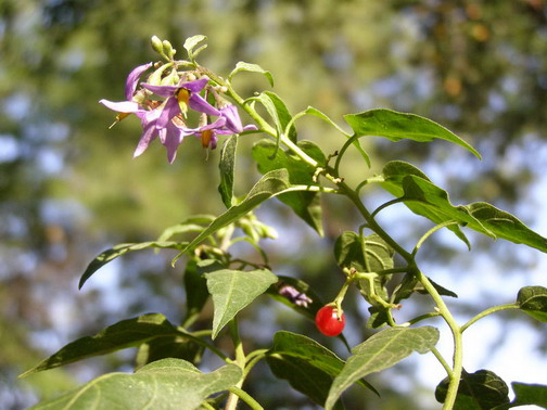 Solanum dulcamara L. s. l. - Паслен сладко-горький