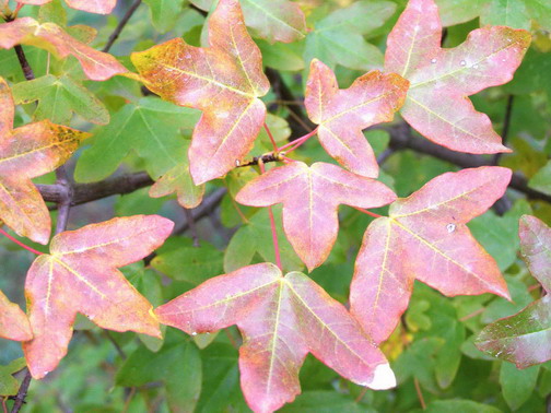 Acer monspesssulanum L. - Клён трёхлопастный (монпелийский)